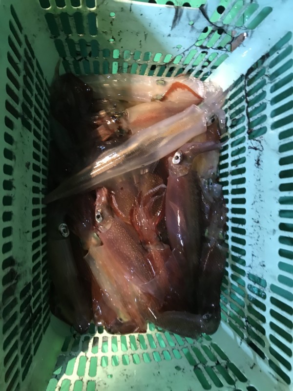 釣果写真