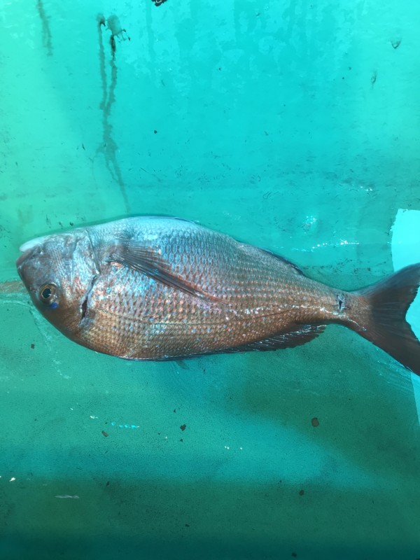 釣果写真