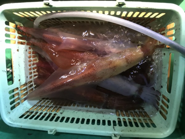 釣果写真