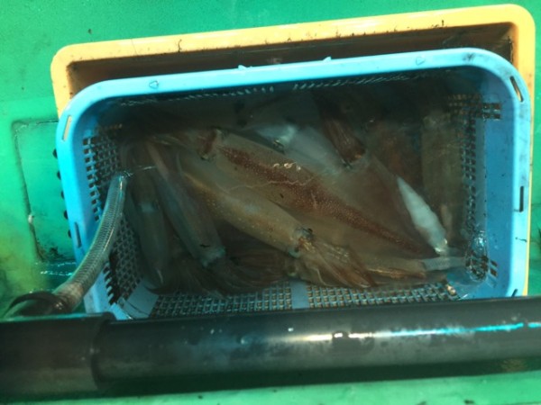 釣果写真