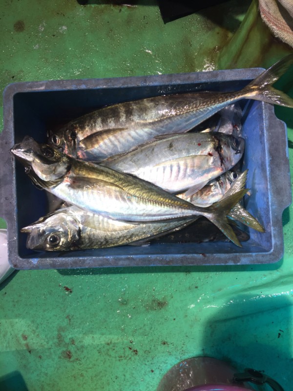 釣果写真