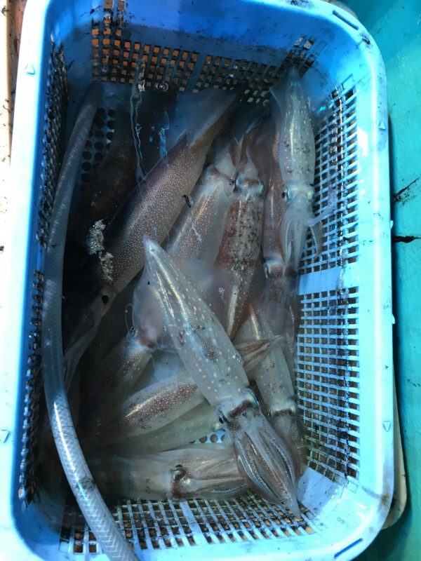 釣果写真