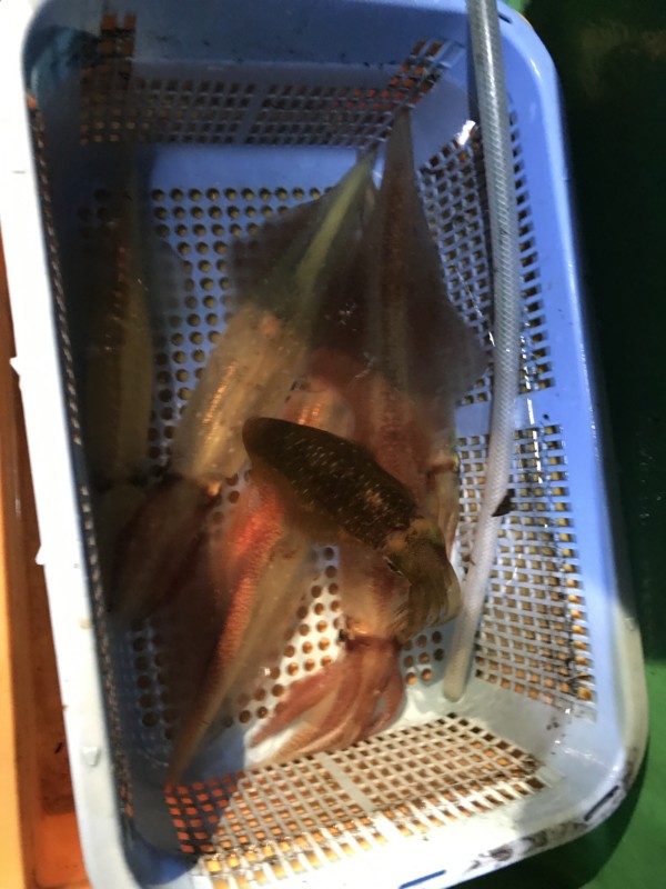 釣果写真