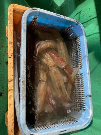 釣果写真