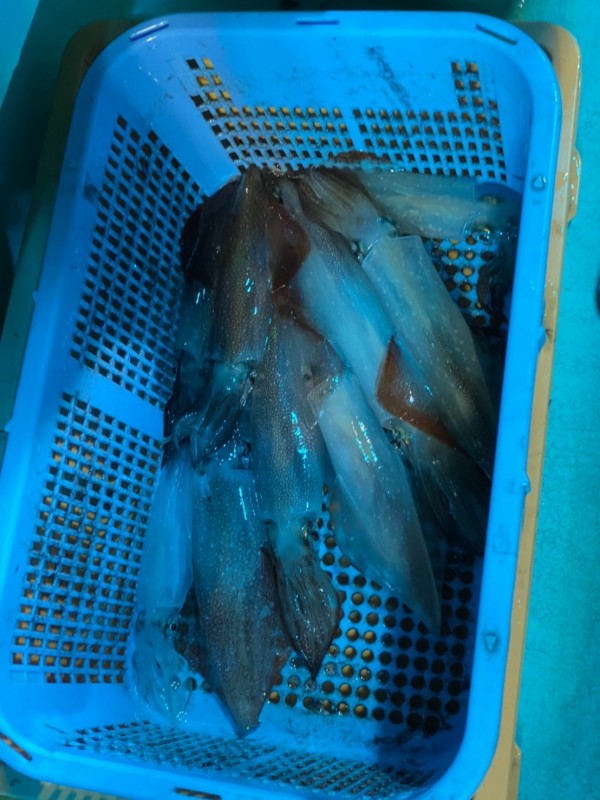 釣果写真