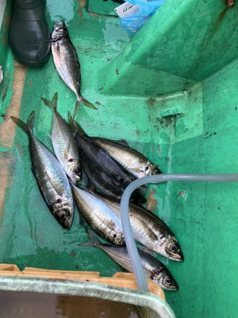 釣果写真