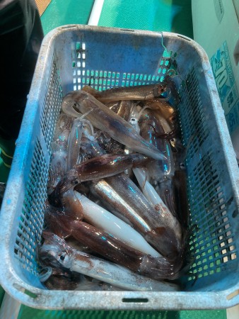 釣果写真