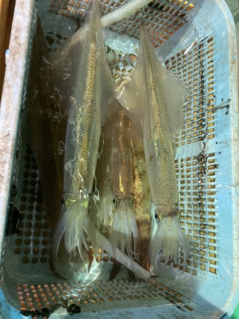 釣果写真