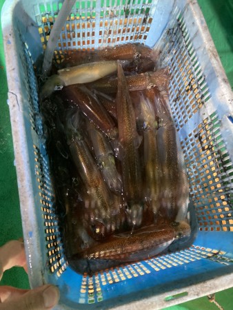 釣果写真