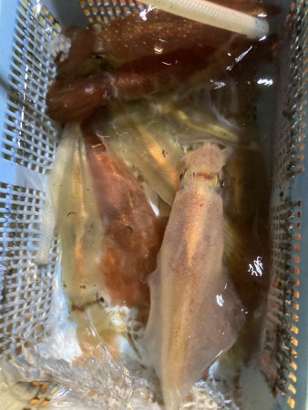 釣果写真