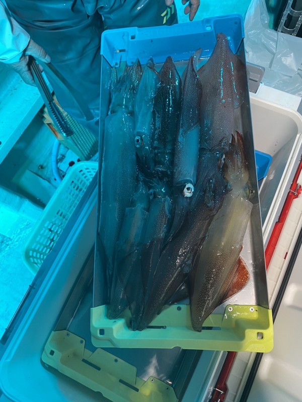 釣果写真