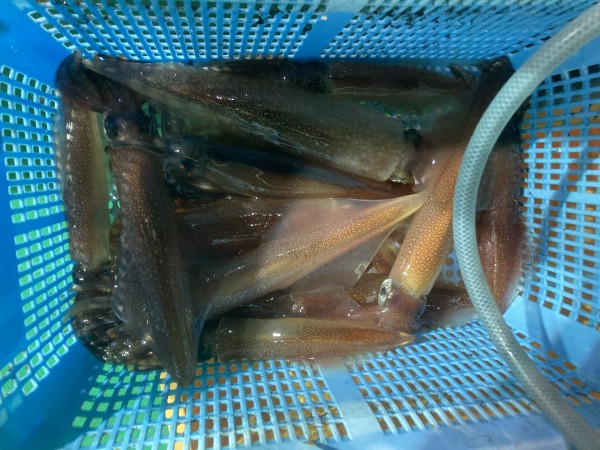 釣果写真