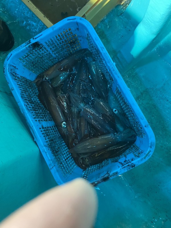 釣果写真