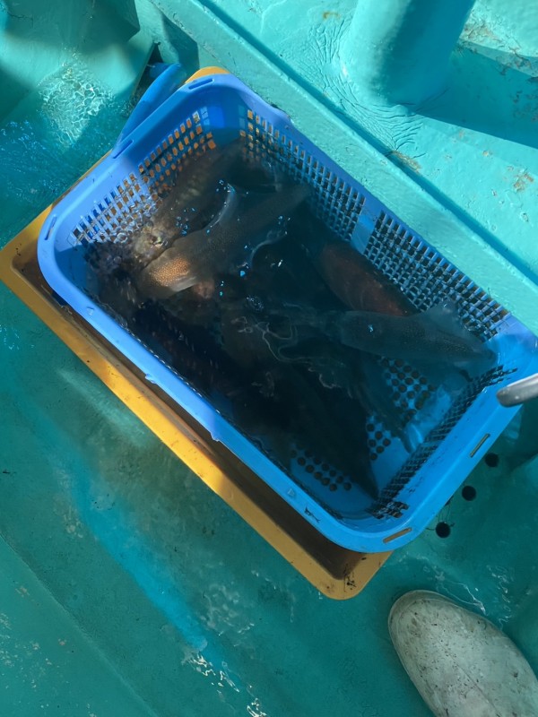 釣果写真