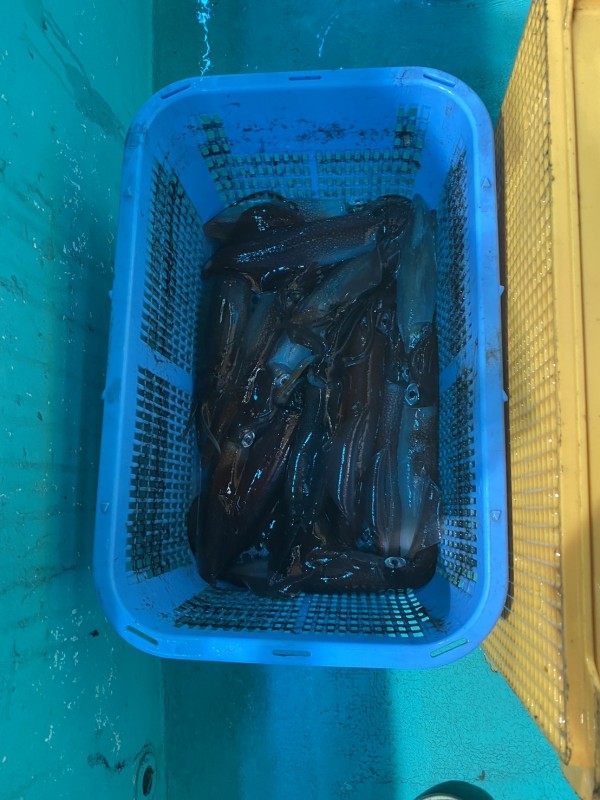 釣果写真