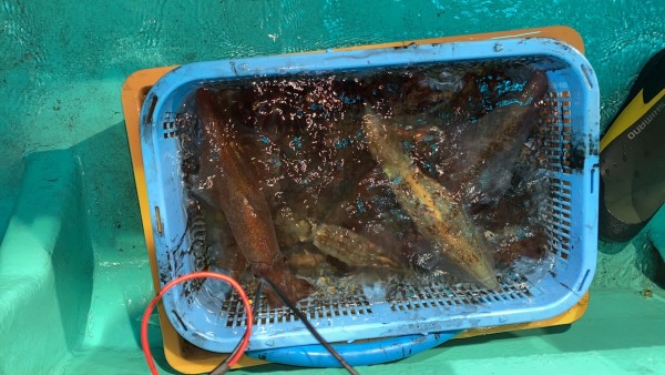 釣果写真
