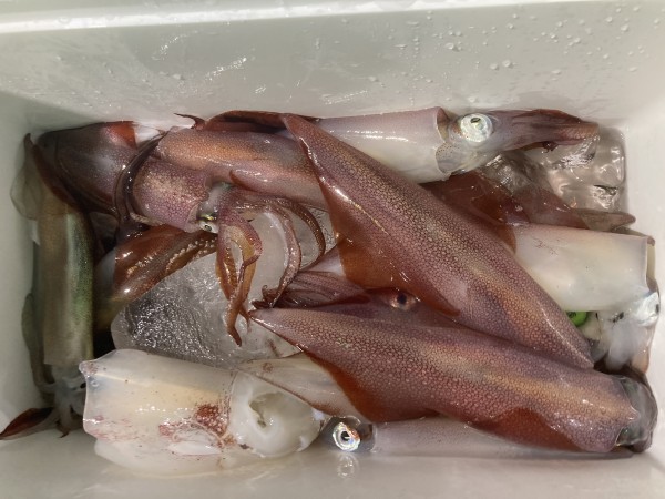 釣果写真