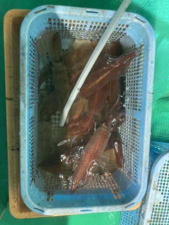 釣果写真