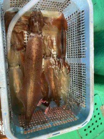 釣果写真