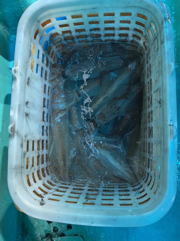 釣果写真