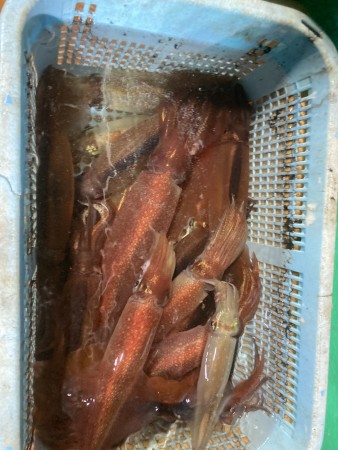 釣果写真