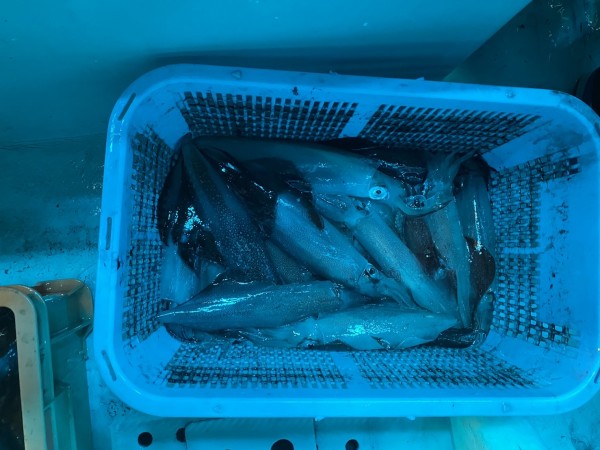 釣果写真