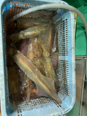 釣果写真