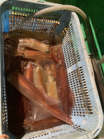 釣果写真