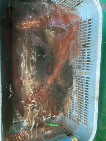 釣果写真