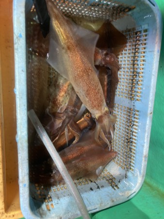 釣果写真