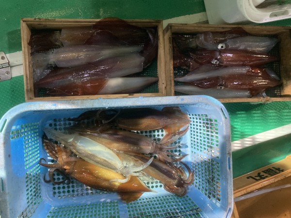 釣果写真