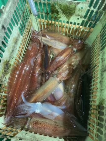 釣果写真