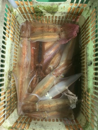 釣果写真