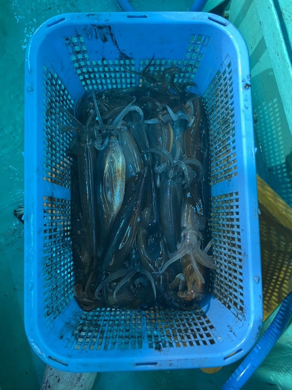 釣果写真