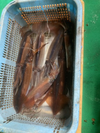 釣果写真