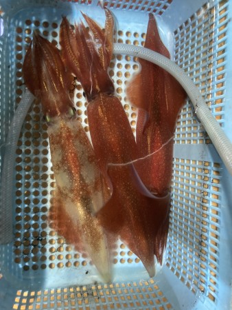 釣果写真