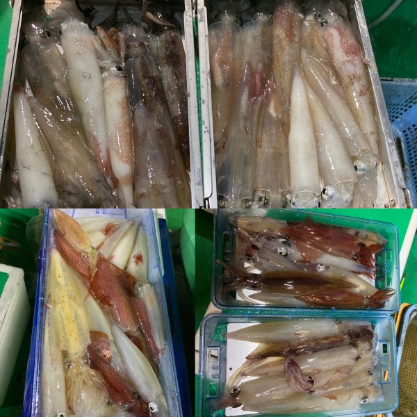 釣果写真