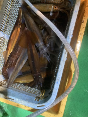 釣果写真