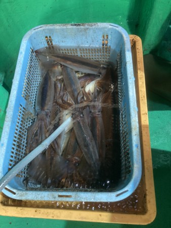 釣果写真