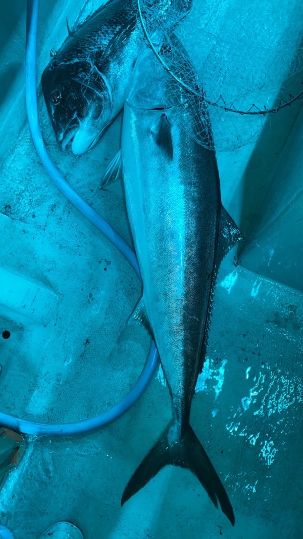 釣果写真