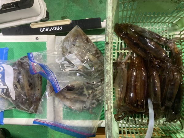 釣果写真