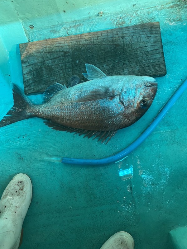 釣果写真