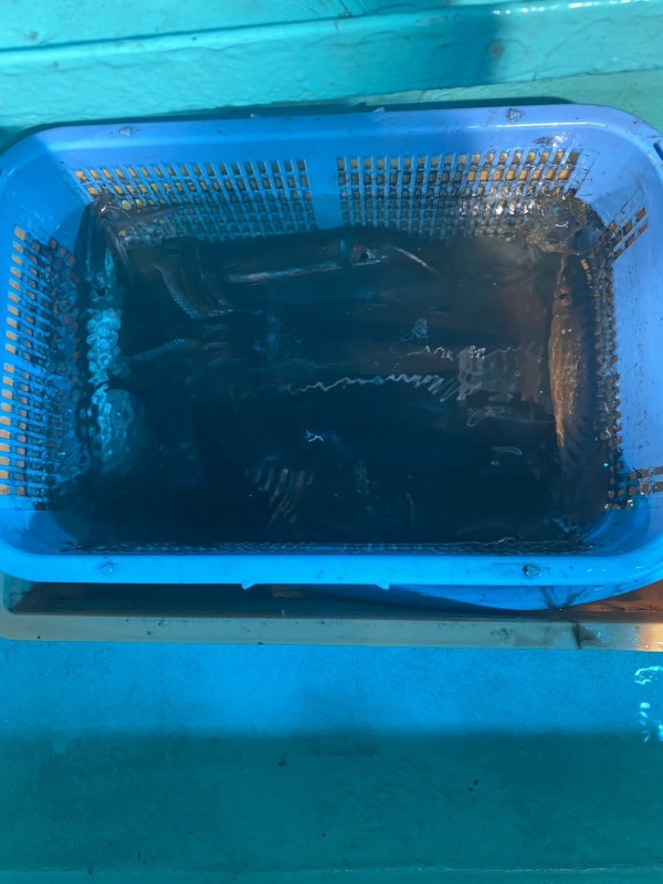 釣果写真