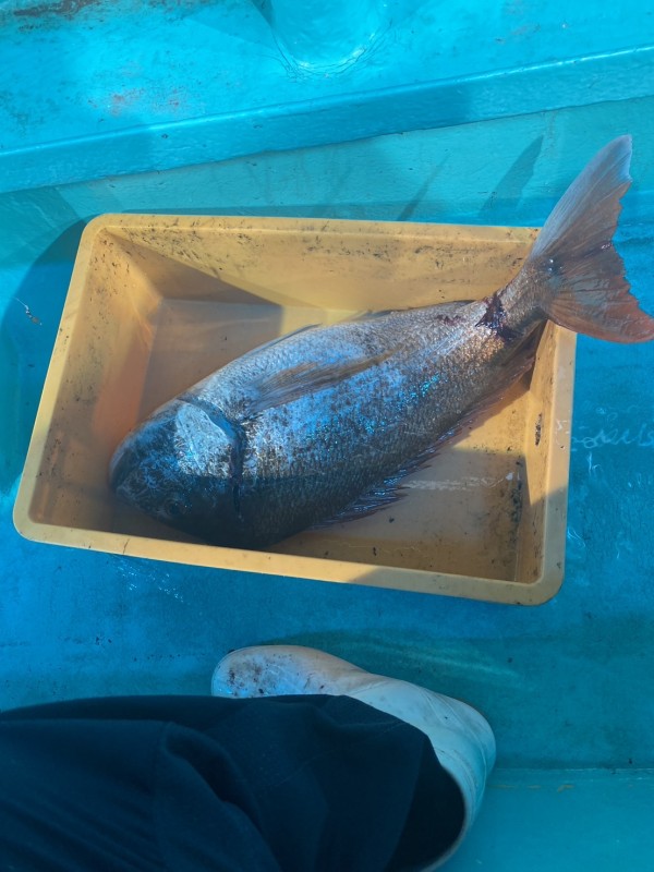 釣果写真