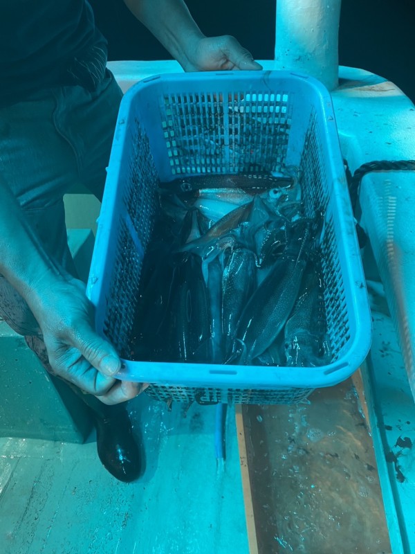釣果写真
