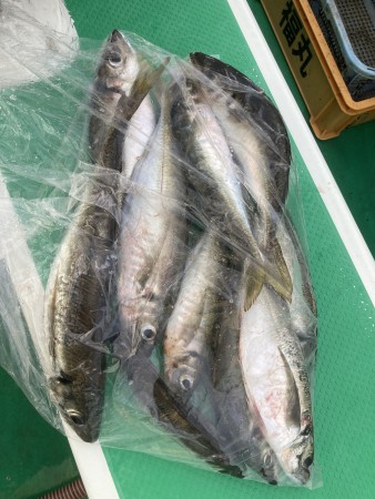 釣果写真