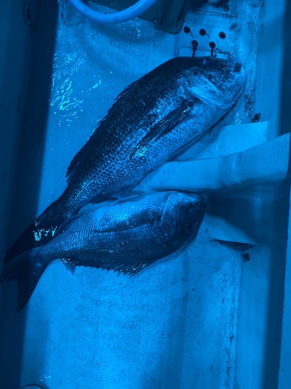 釣果写真