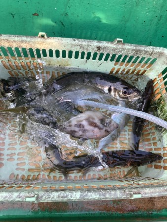 釣果写真