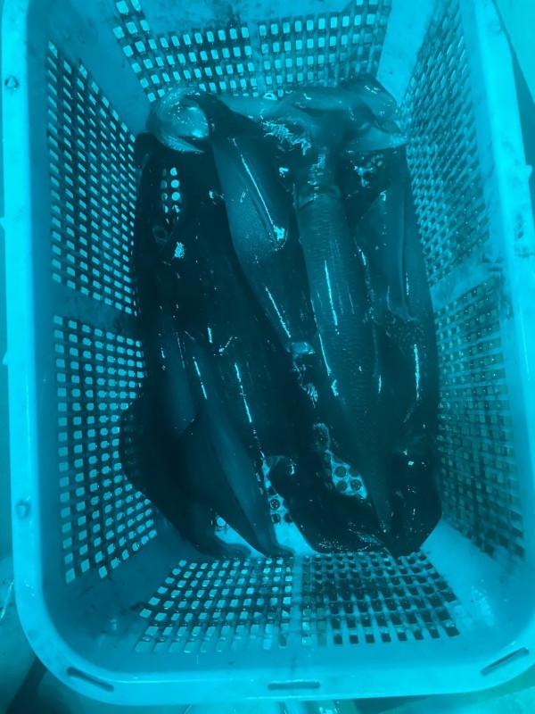 釣果写真