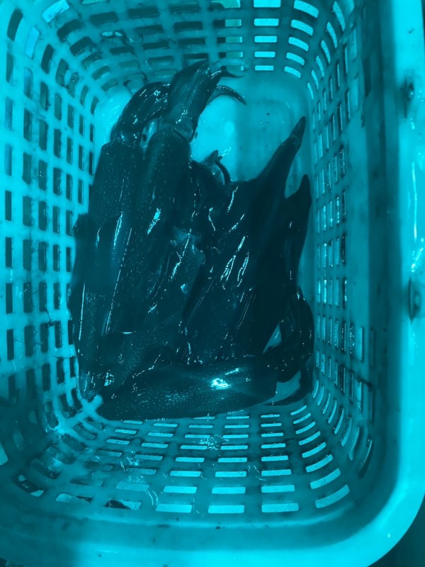 釣果写真